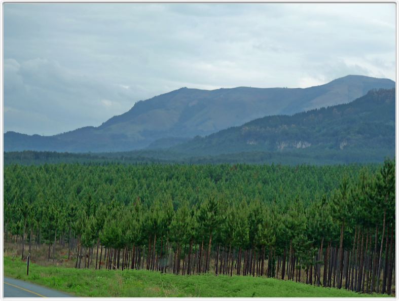 Plantations de pins