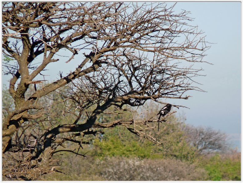 Corvinelle noire et blanche (magpie shrike)