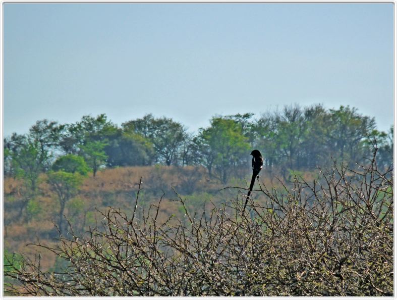 Corvinelle noire et blanche (magpie shrike)