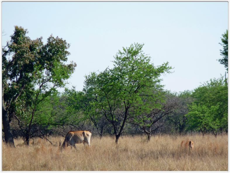 Eland du Cap
