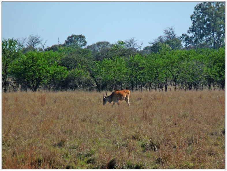 Eland du Cap