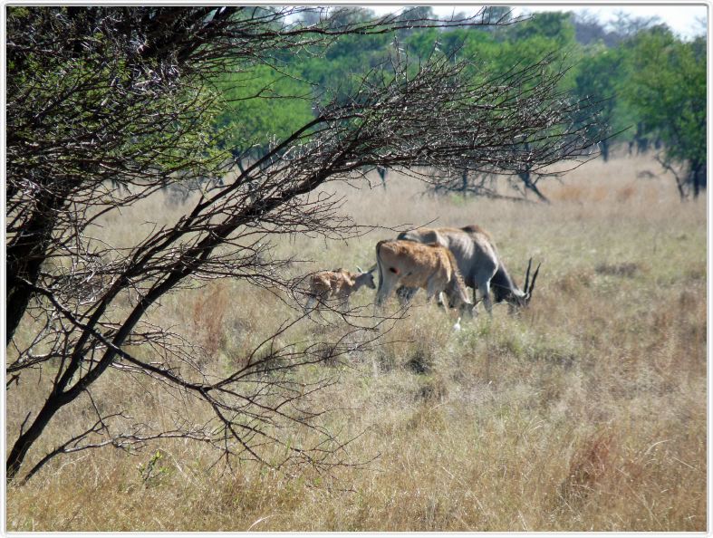 Elands du Cap