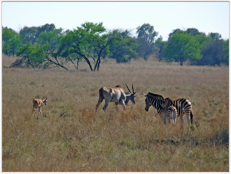 Elands et Zèbres