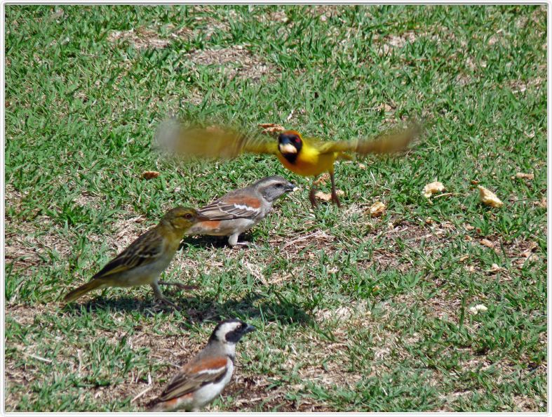 Tisserin gendarme et Moineau mélanure