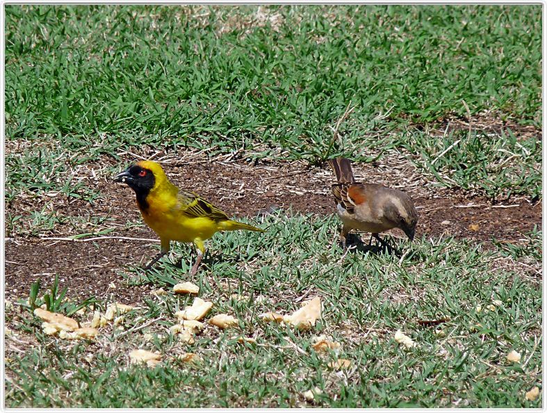 Tisserin gendarme et Moineau mélanure