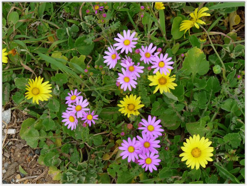 Argyranthemum