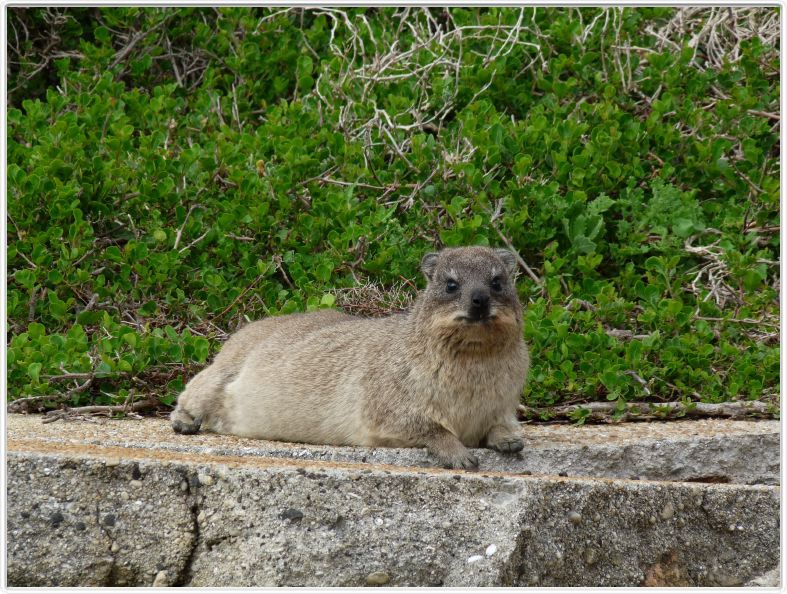 Daman des rochers (Rock Hyrax ou Dassie)