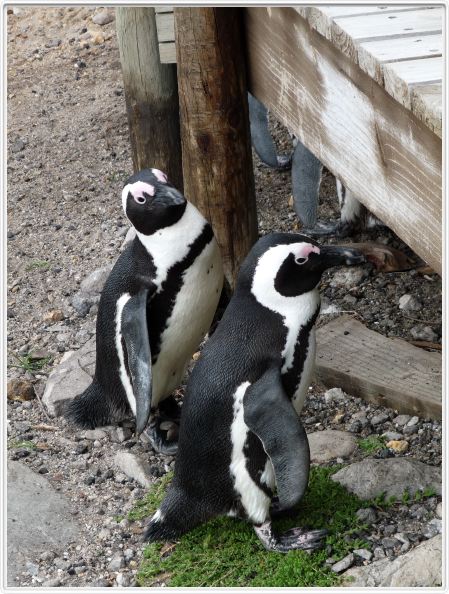 Pingouins Jackass ou Manchots du Cap