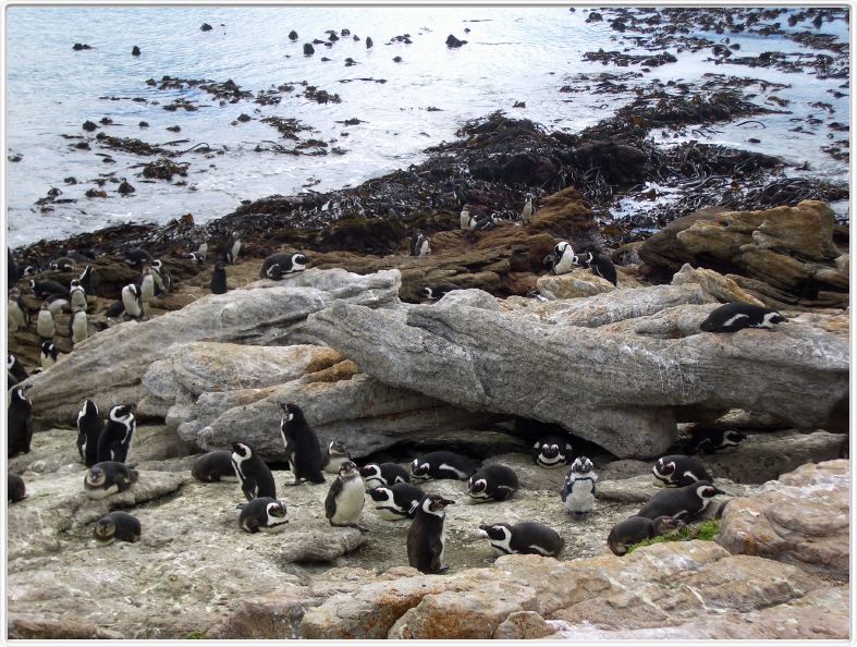 Stony Point et ses pingouins Jackass