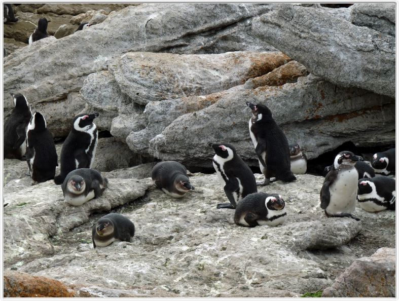 Stony Point et ses pingouins Jackass
