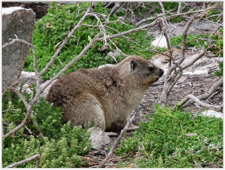 Daman des rochers (Rock Hyrax ou Dassie)