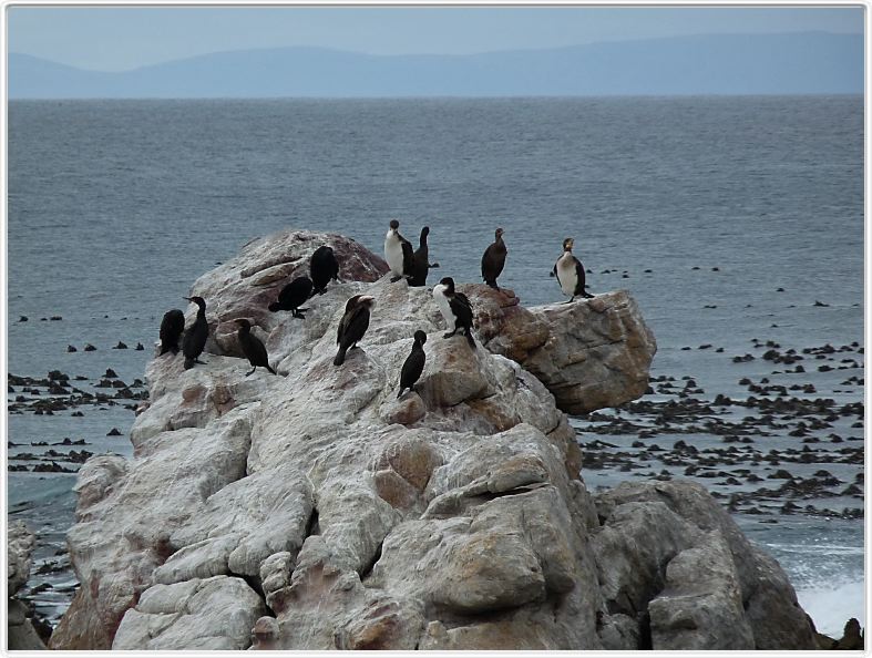 Stony Point et ses cormorans