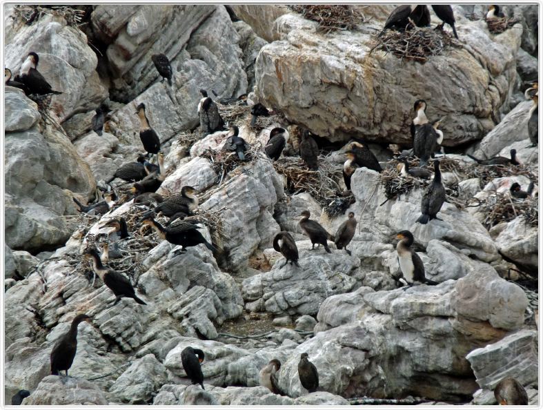 Stony Point et ses cormorans