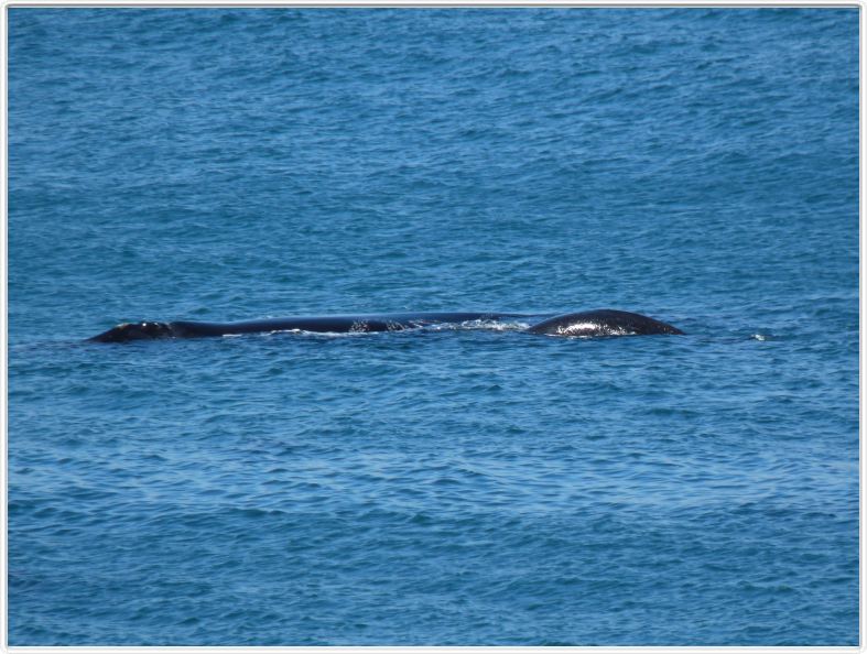 Maman baleine et son petit.