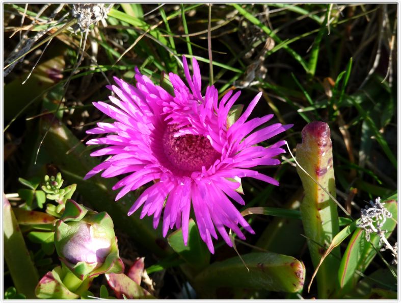 Lampranthus