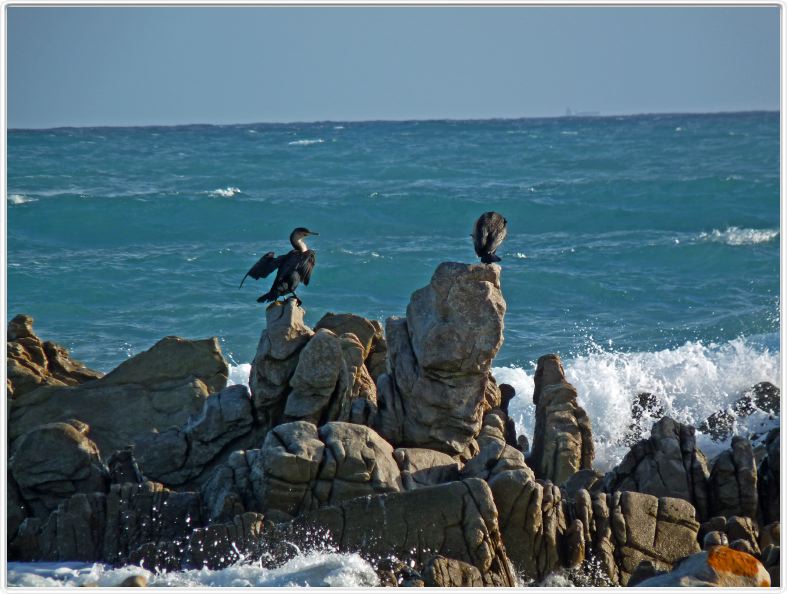 Cormorans