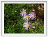 Felicia filifolia