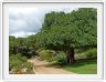 Jardin botanique de Kirstenbosch