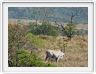 Eland