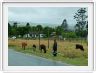 Sur la route de Port Edward (R61)