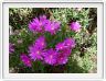 Lampranthus amoenus