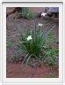 Iris du Cap, Iris d'Afrique (Dietes iridoides)
