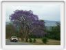Swaziland - Jacaranda