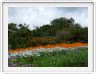 Jardin botanique de Kirstenbosch