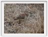 Parc Kruger - Francolin huppé