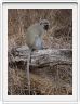 Singe Vervet