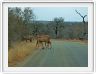 Nyalas (Jeune mâle et femelles)