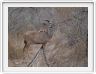 Nyala (Jeune mâle)
