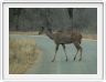 Nyala femelle