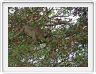 Singe Vervet