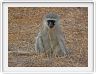 Singe Vervet