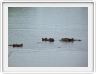 Hippopotames