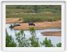 Hippopotames