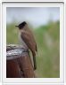 Pycnonotus tricolore (bulbul tricolore)