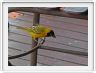 Tisserin gendarme (Ploceus cucullatus)