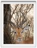 Impala mâle