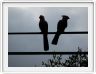 Touraco gris ou Touraco concolore