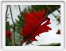 Arbre corail - Erythrina caffra