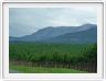 Plantations de pins