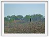 Corvinelle noire et blanche (magpie shrike)