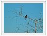 Drongo