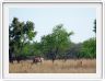 Eland du Cap
