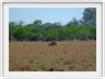 Eland du Cap