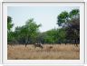 Eland du Cap et son petit
