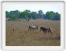 Elands et Zèbres