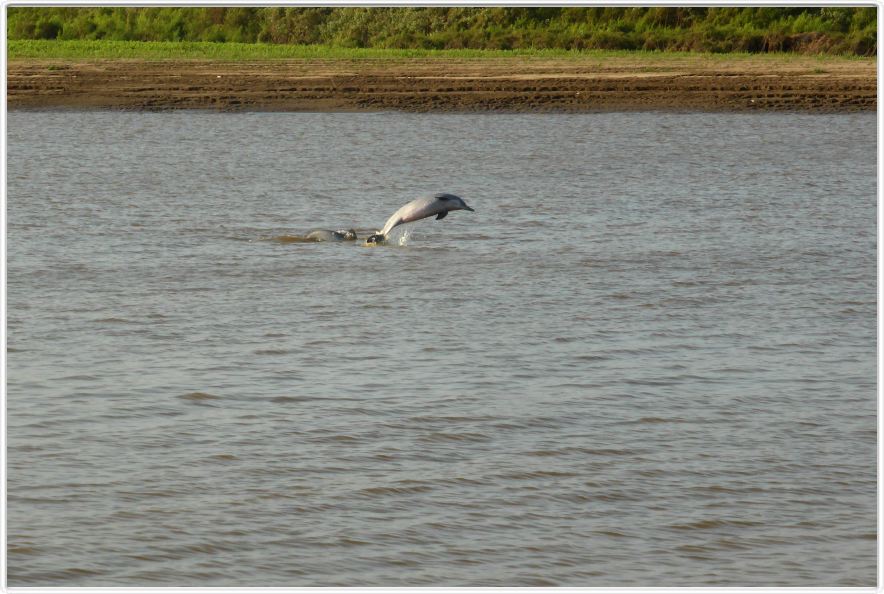 Les dauphins (gris)